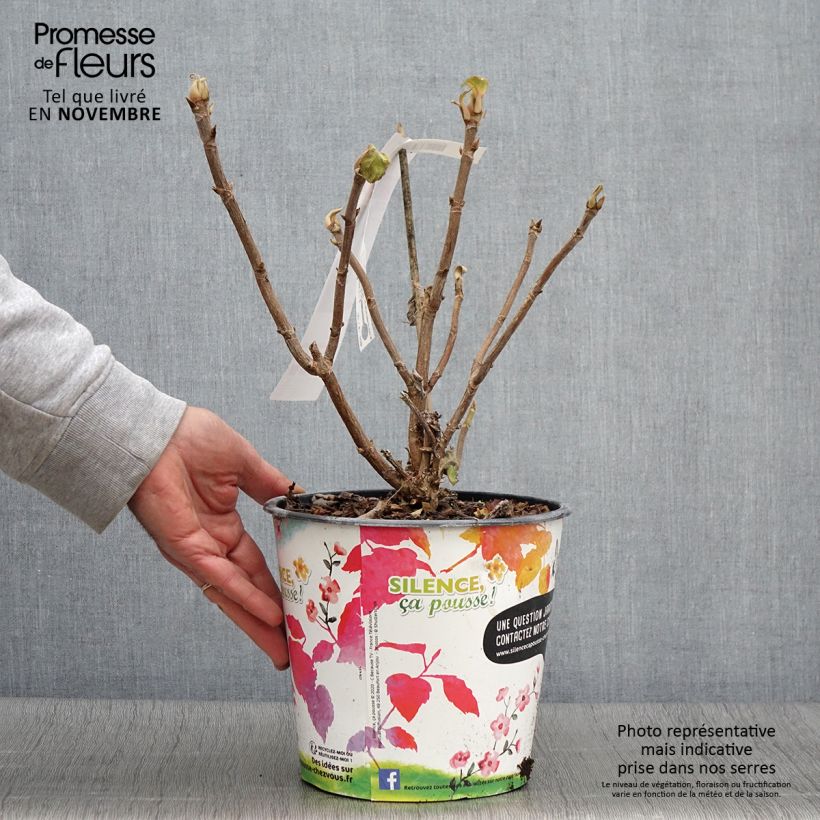 Esemplare di Hydrangea aspera subsp. sargentiana - Ortensia Vaso da 3L/4L come consegnato in autunno