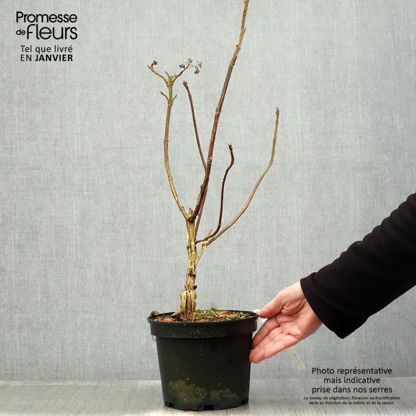 Hydrangea aspera Velvet & Lace - Ortensia Vaso da 4L/5L esemplare consegnato in inverno