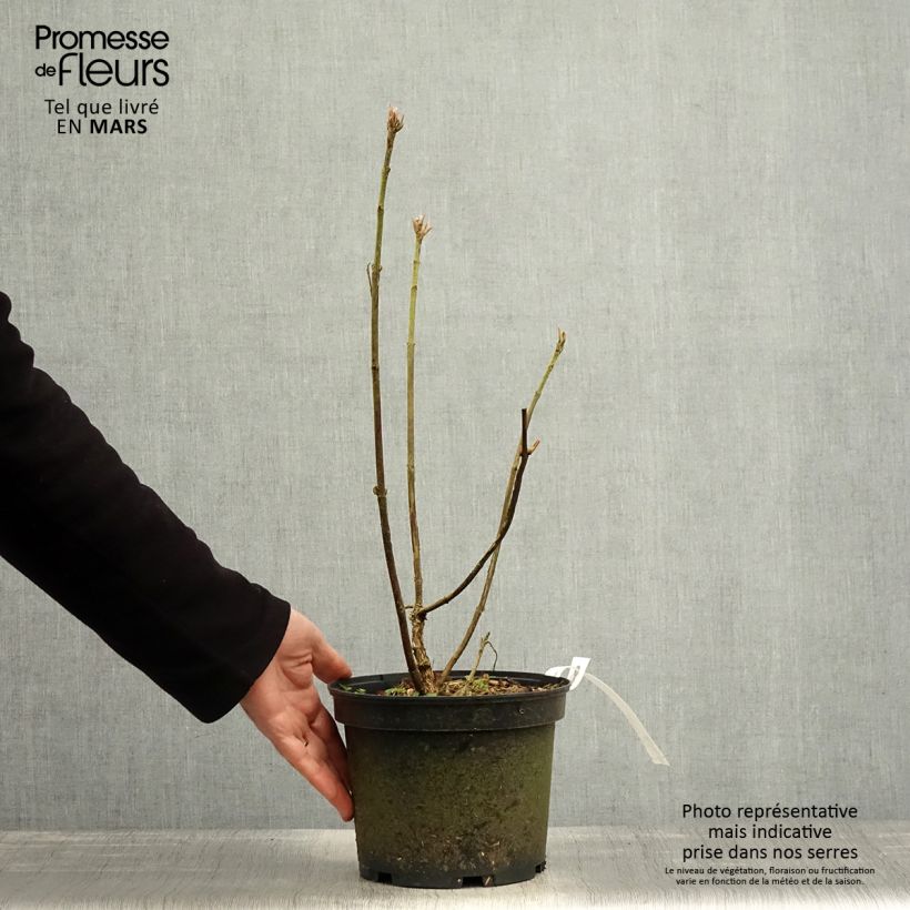 Hydrangea aspera Velvet & Lace - Ortensia Vaso da 4L/5L esemplare consegnato in primavera