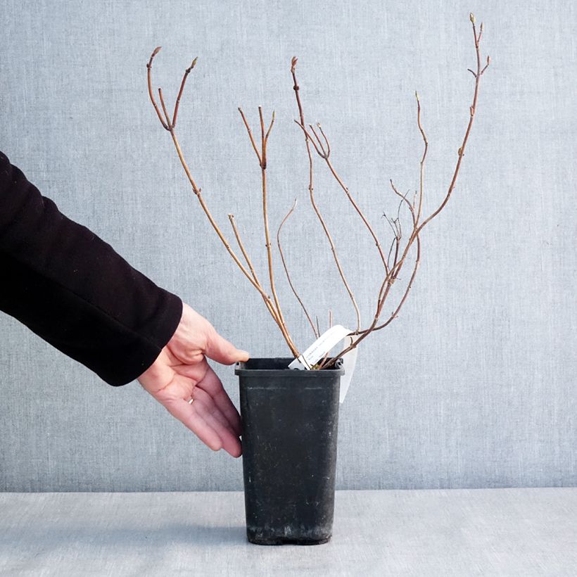 Hydrangea French Bolero - Ortensia Vaso da 1,5L/2L esemplare consegnato in inverno