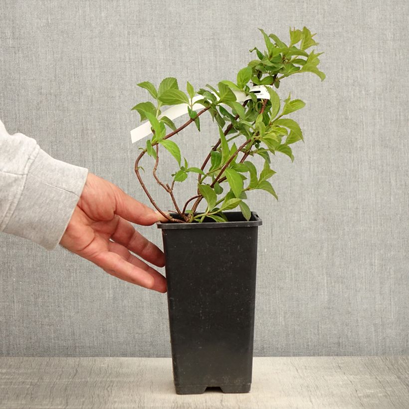 Hydrangea French Bolero - Ortensia Vaso da 1,5L/2L esemplare consegnato in primavera