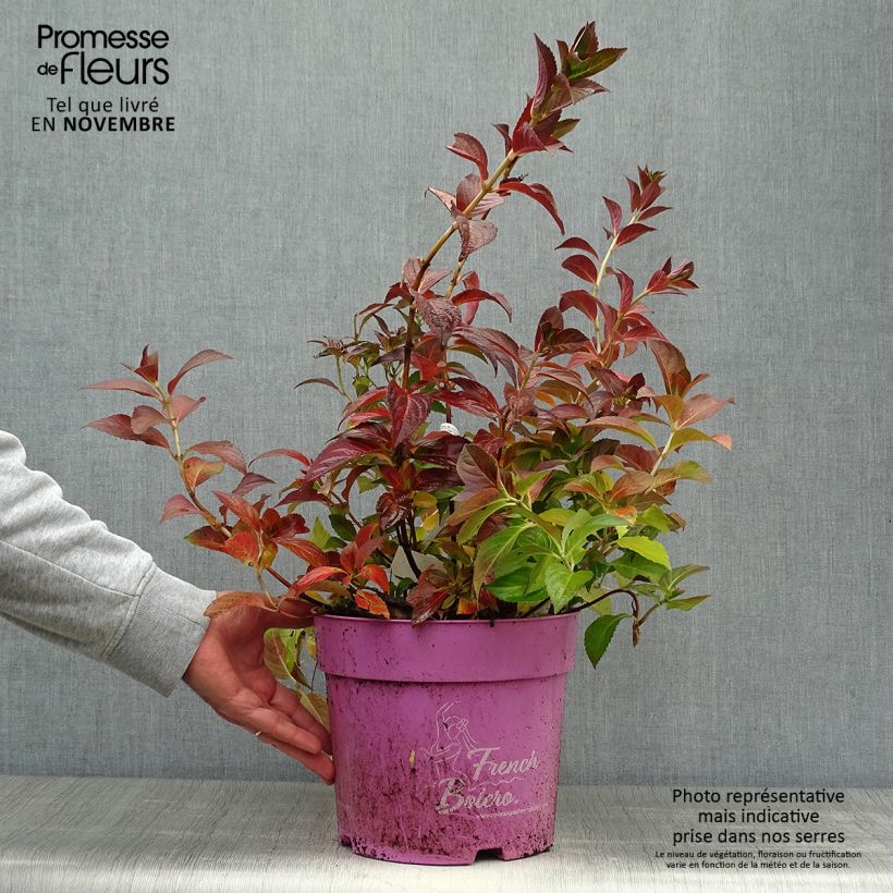 Esemplare di Hydrangea French Bolero - Ortensia Vaso da 6L/7L come consegnato in autunno
