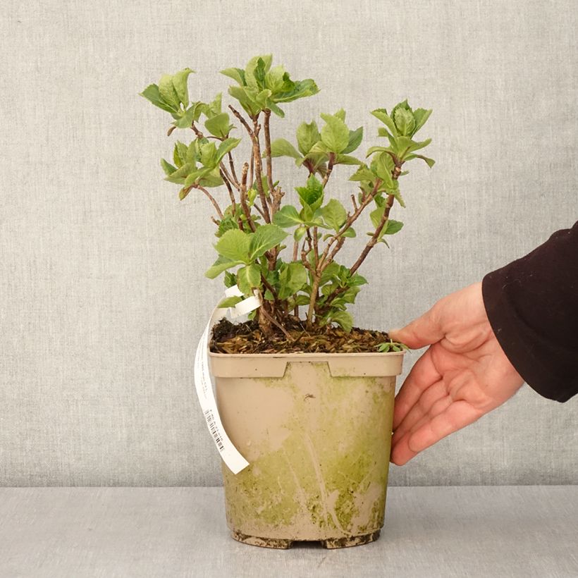 Hydrangea macrophylla Amethyst - Ortensia Vaso da 3L/4L esemplare consegnato in primavera