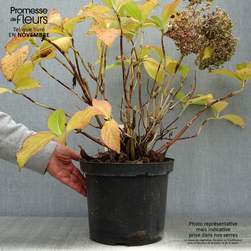 Esemplare di Hydrangea macrophylla Ayesha - Ortensia Vaso da 7,5L/10L come consegnato in autunno