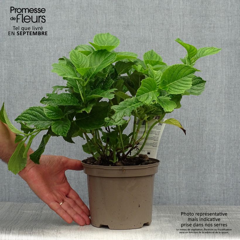 Esemplare di Hydrangea macrophylla Baron Rouge - Ortensia Vaso da 2L/3L come consegnato in autunno
