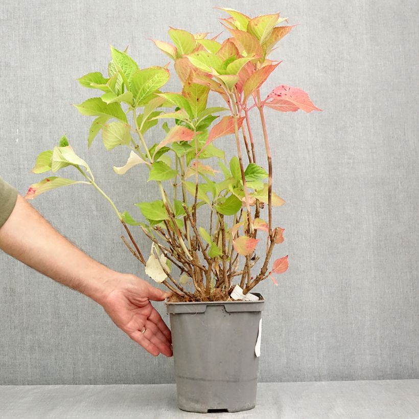 Esemplare di Hydrangea macrophylla Baron Rouge - Ortensia Vaso da 4L/5L consegnato in estate
