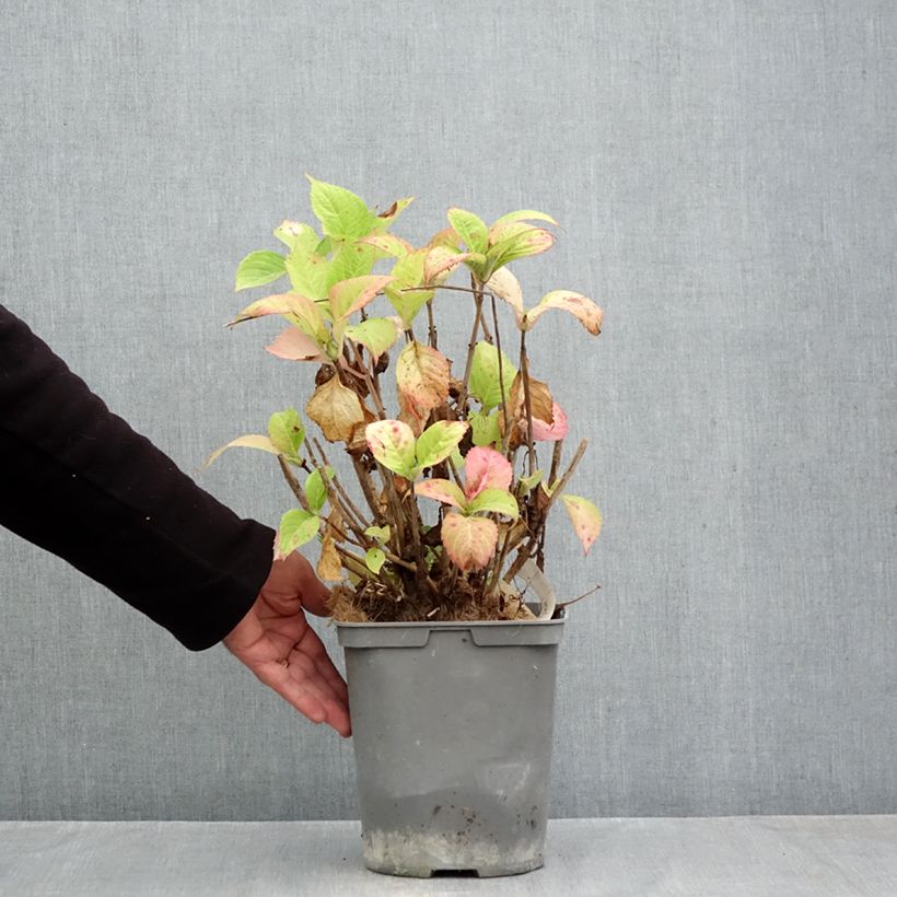 Esemplare di Hydrangea macrophylla Baron Rouge - Ortensia Vaso da 4L/5L come consegnato in autunno