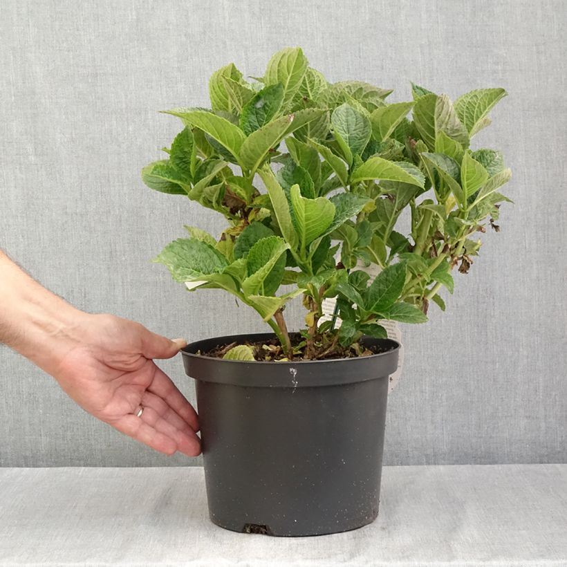 Esemplare di Hydrangea macrophylla Beautensia Dali - Ortensia Vaso da 4L/5L consegnato in estate