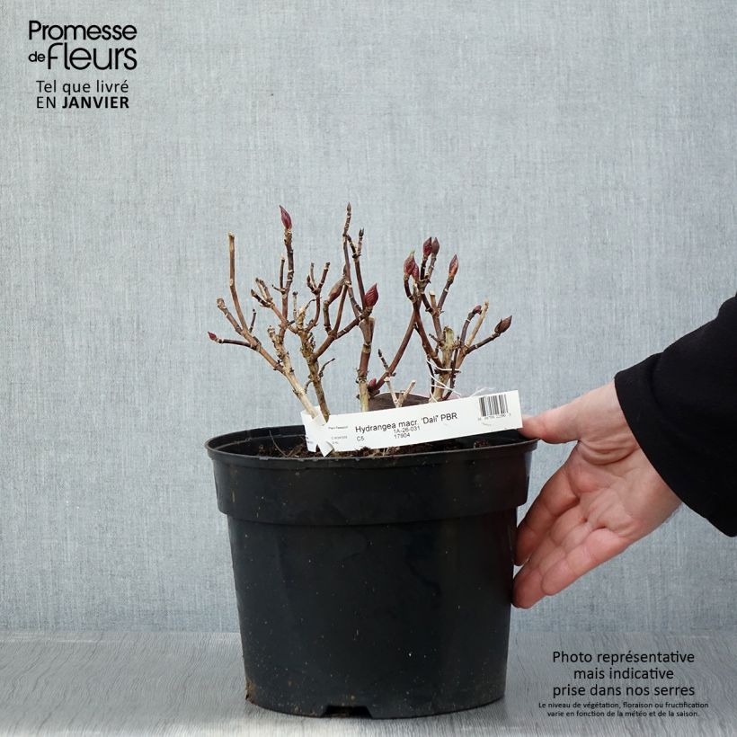 Hydrangea macrophylla Beautensia Dali - Ortensia Vaso da 4L/5L esemplare consegnato in inverno