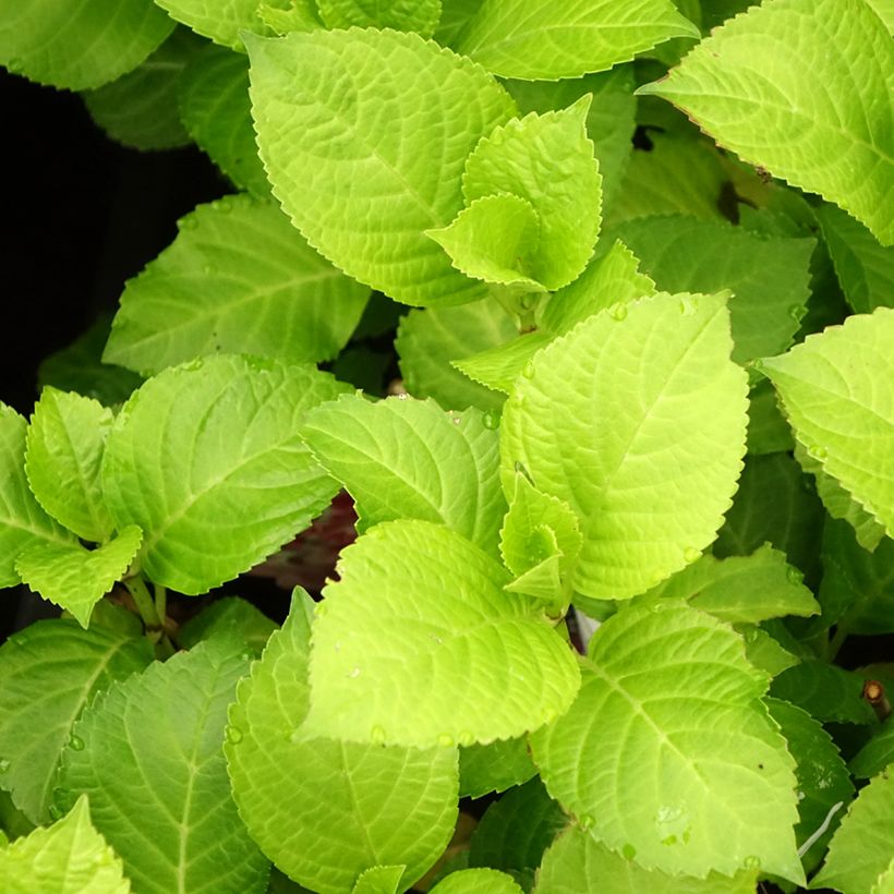 Hydrangea macrophylla Beautensia Dali - Ortensia (Fogliame)