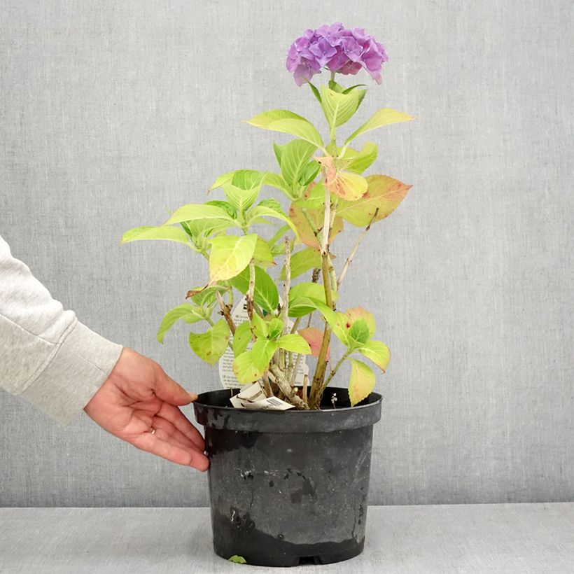 Esemplare di Hydrangea macrophylla Beautensia Spike - Ortensia Vaso da 4L/5L consegnato in estate
