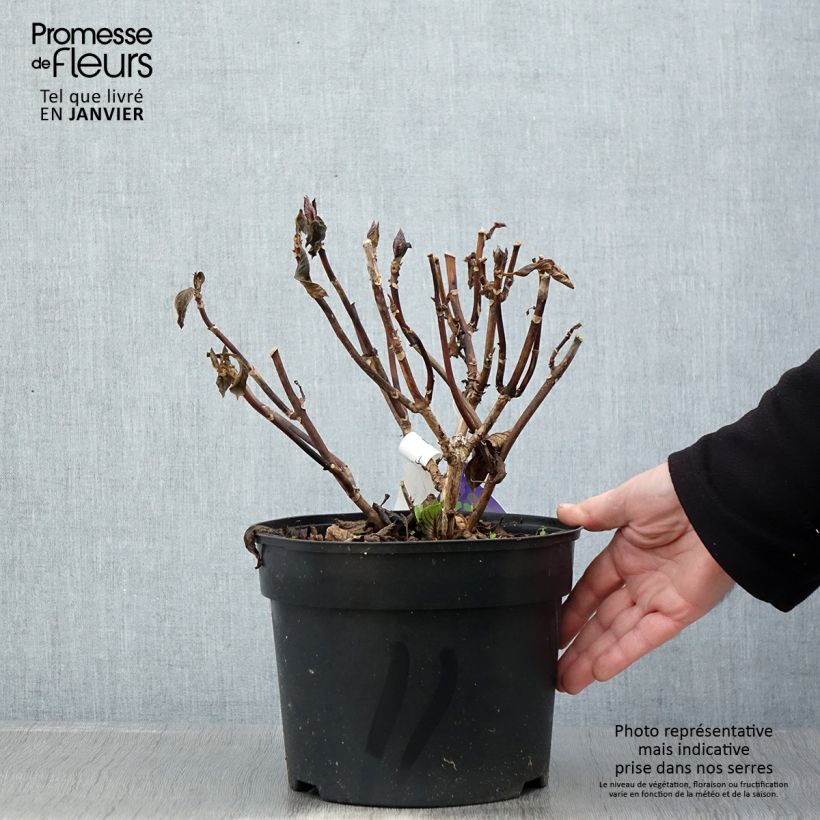 Hydrangea macrophylla Beautensia Spike - Ortensia Vaso da 4L/5L esemplare consegnato in inverno