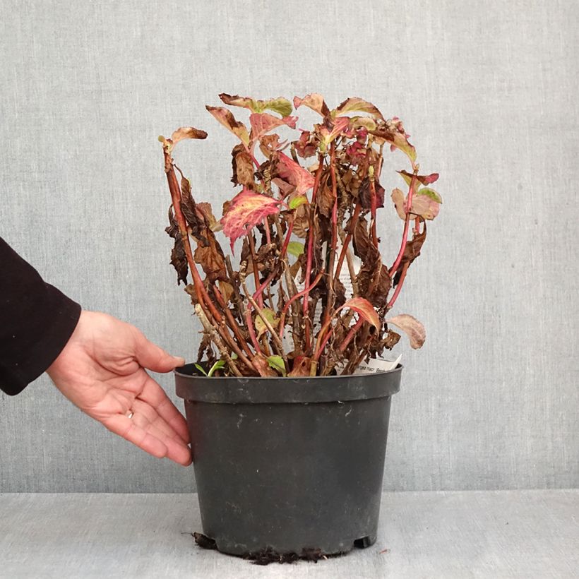 Esemplare di Hydrangea macrophylla Benthe Vaso da 4L/5L come consegnato in autunno