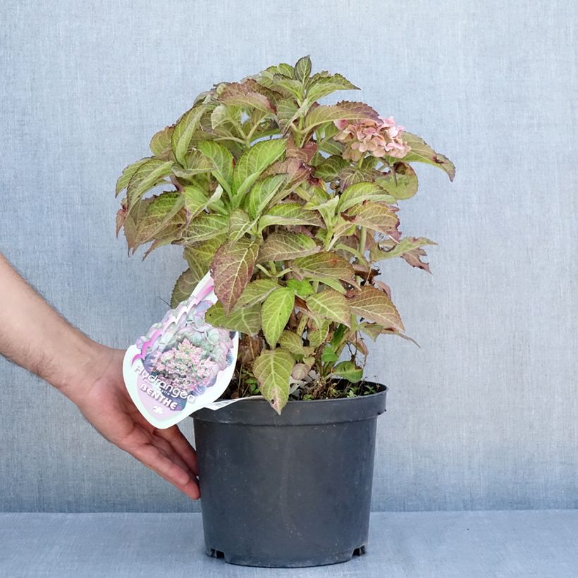 Esemplare di Hydrangea macrophylla Benthe Vaso da 4L/5L consegnato in estate