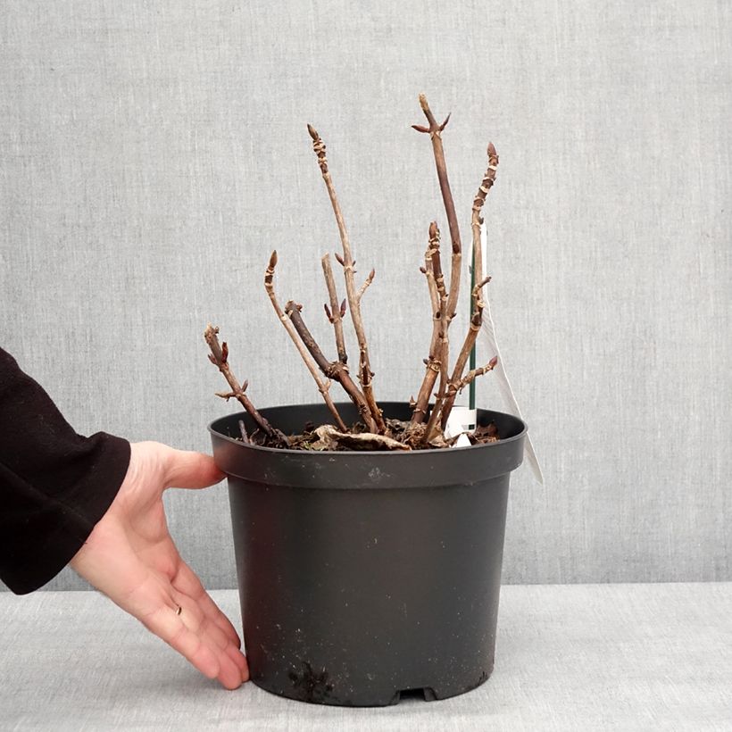 Hydrangea macrophylla Benthe Vaso da 4L/5L esemplare consegnato in inverno