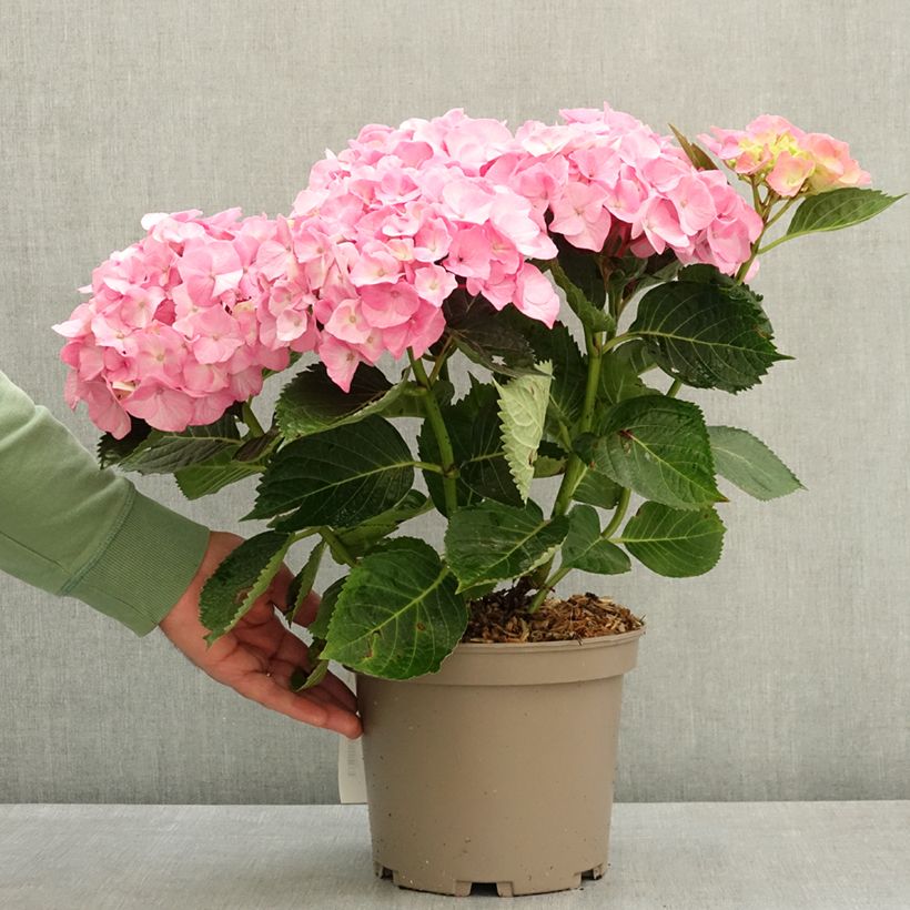 Hydrangea macrophylla Berlin - Ortensia Vaso da 4L/5L esemplare consegnato in primavera