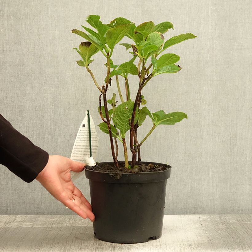 Esemplare di Hydrangea macrophylla Black Steel Purple - Ortensia Vaso da 4L/5L come consegnato in autunno