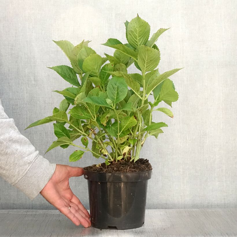 Esemplare di Hydrangea macrophylla Blauer Zwerg - Ortensia Vaso da 2L/3L come consegnato in autunno