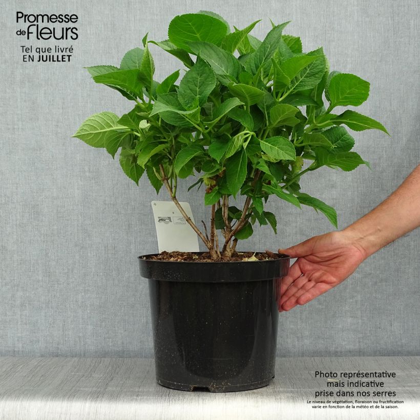 Esemplare di Hydrangea macrophylla Blaumeise - Ortensia Vaso da 7,5L/10L consegnato in estate