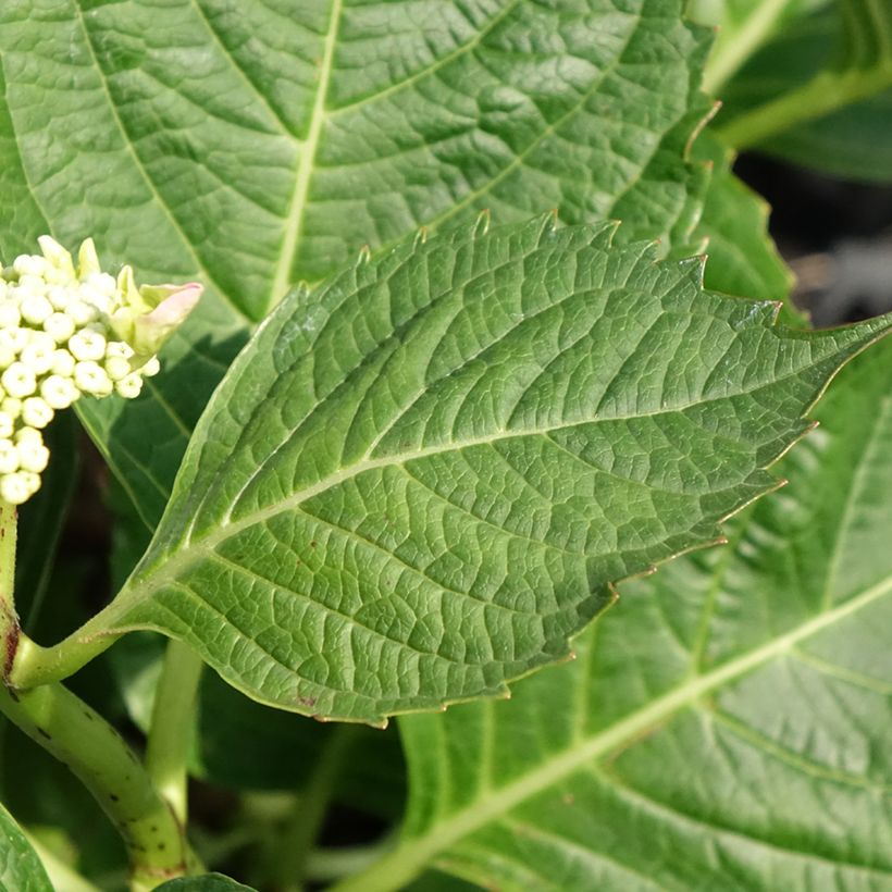 Hydrangea macrophylla Bloombuster rose - Ortensia (Fogliame)