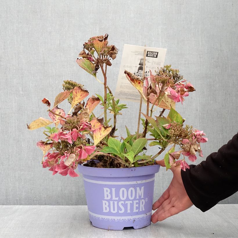 Esemplare di Hydrangea macrophylla Bloombuster rose - Ortensia Vaso da 4L/5L come consegnato in autunno