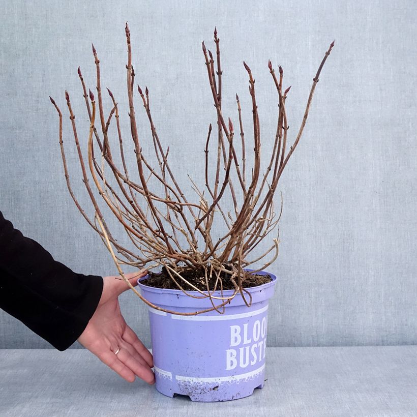 Hortensia - Hydrangea macrophylla Bloombuster rose Vaso da 4L/5L esemplare consegnato in inverno
