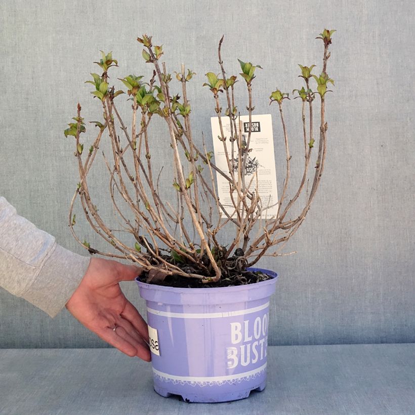Hydrangea macrophylla Bloombuster rose - Ortensia Vaso da 4L/5L esemplare consegnato in primavera