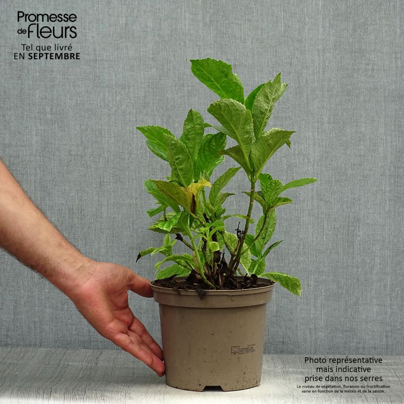 Esemplare di Hydrangea macrophylla Blue wave - Ortensia Vaso da 2L/3L come consegnato in autunno