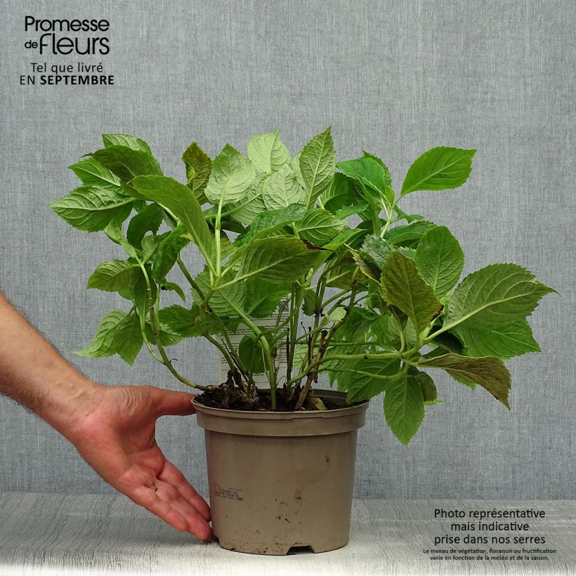 Esemplare di Hydrangea macrophylla Bouquet Rose - Ortensia Vaso da 2L/3L come consegnato in autunno