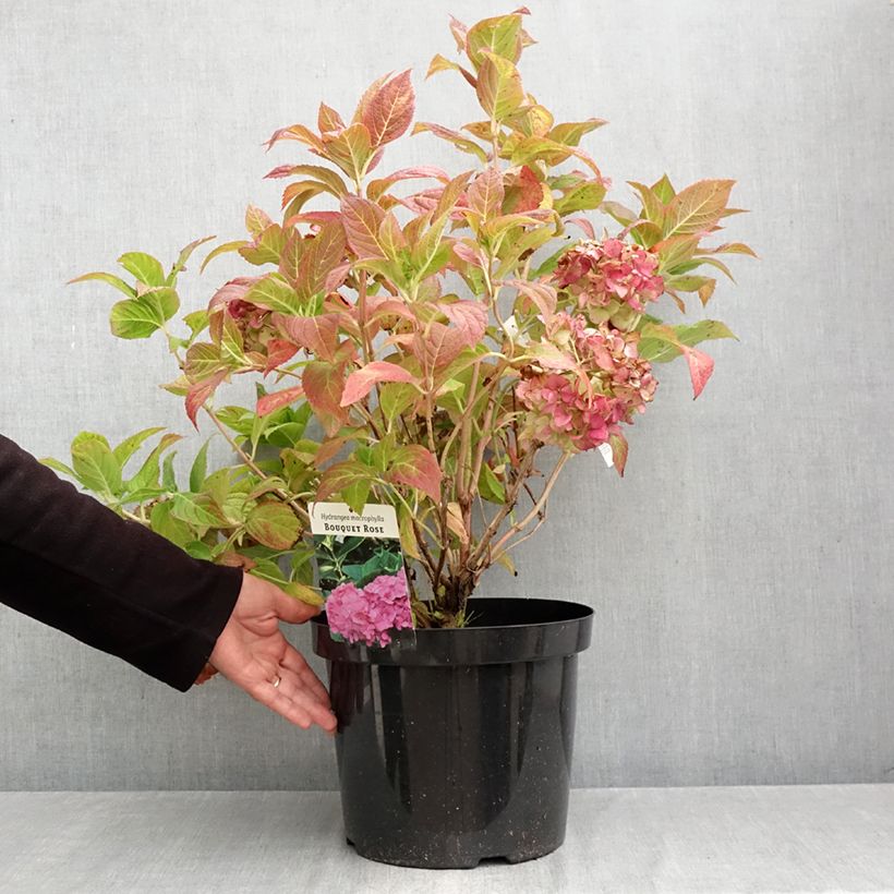 Esemplare di Hydrangea macrophylla Bouquet Rose - Ortensia Vaso da 7,5L/10L come consegnato in autunno