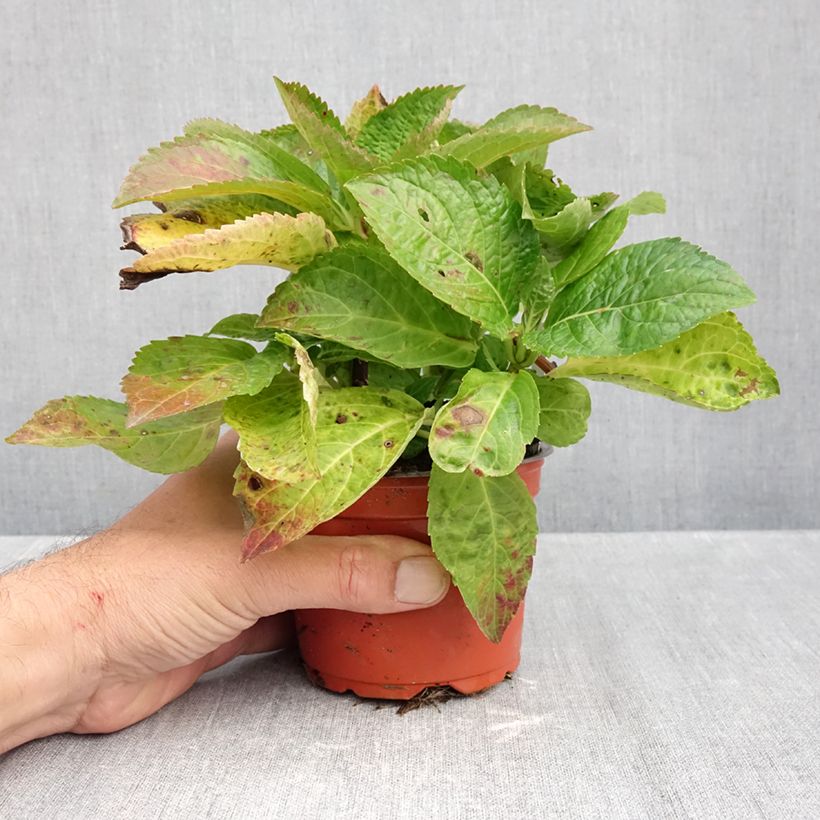 Esemplare di Hydrangea macrophylla Bright White - Ortensia Vasetto da 8/9 cm come consegnato in autunno