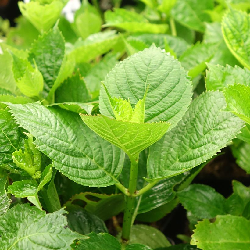 Hydrangea macrophylla Buchfink - Ortensia (Fogliame)
