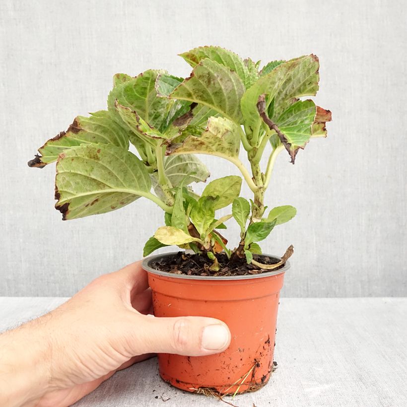 Esemplare di Hydrangea macrophylla Caipirinha - Ortensia Vaso da Ø 12 cm / 13 cm come consegnato in autunno