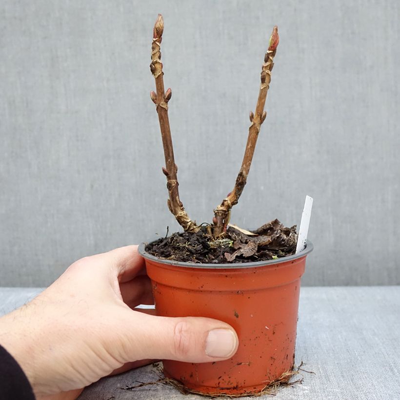 Hydrangea macrophylla Caipirinha - Ortensia Vaso da Ø 12 cm / 13 cm esemplare consegnato in inverno