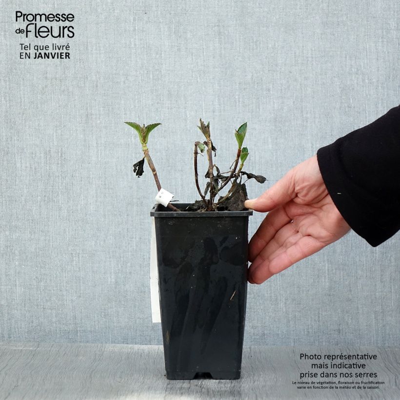 Hydrangea macrophylla Chocolate Ever Belles - Ortensia Vaso da 1,5L/2L esemplare consegnato in inverno