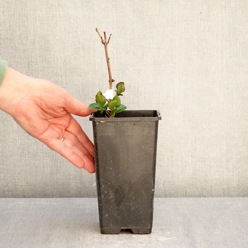 Hydrangea macrophylla Chocolate Ever Belles - Ortensia Vaso da 1,5L/2L esemplare consegnato in primavera