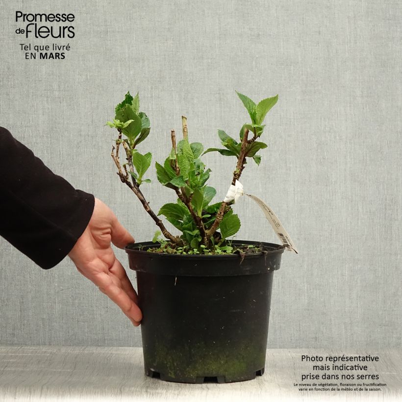 Hydrangea macrophylla Chocolate Ever Belles - Ortensia Vaso da 4L/5L esemplare consegnato in primavera