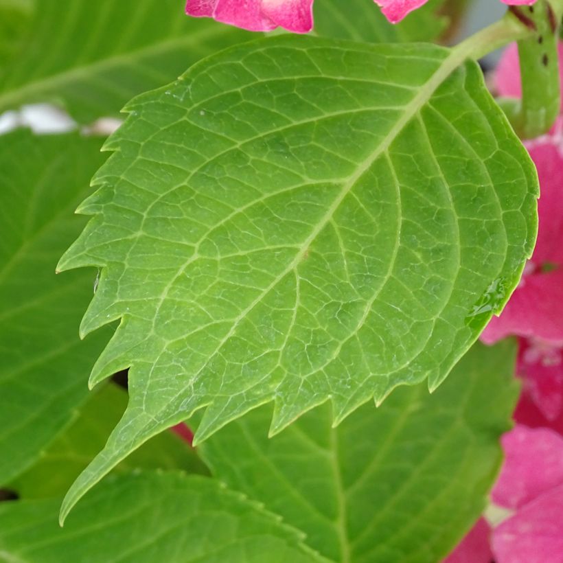 Hydrangea macrophylla Constellation - Ortensia (Fogliame)