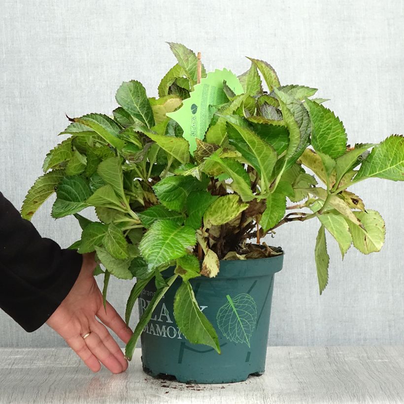 Esemplare di Hydrangea macrophylla Dark Angel Purple - Ortensia Vaso da 4L/5L come consegnato in autunno