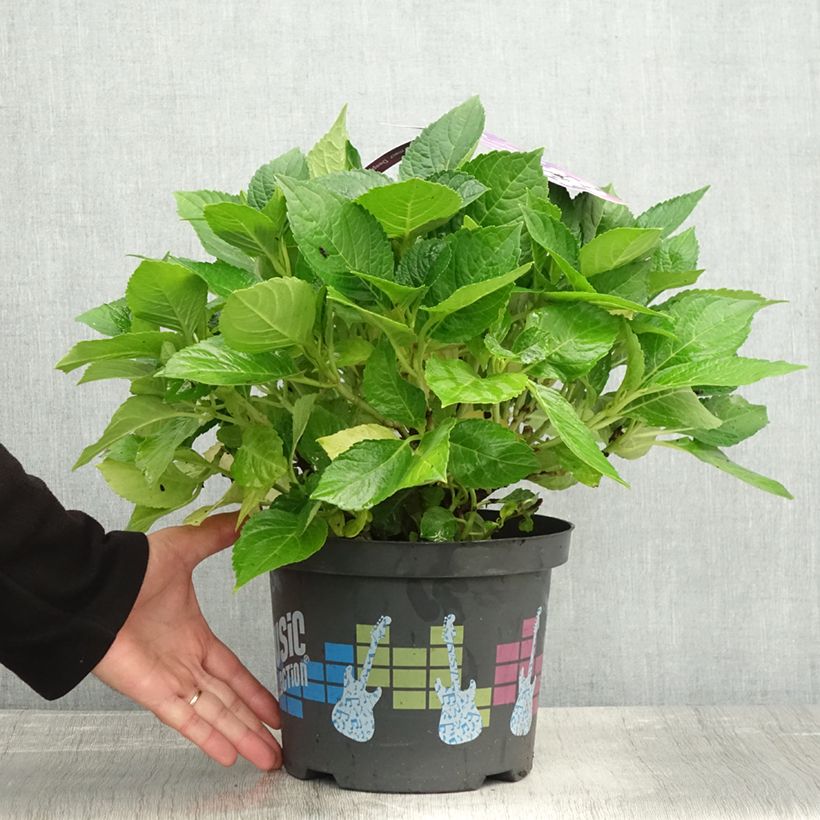 Esemplare di Hydrangea macrophylla Deep Purple Dance - Ortensia Vaso da 4L/5L come consegnato in autunno