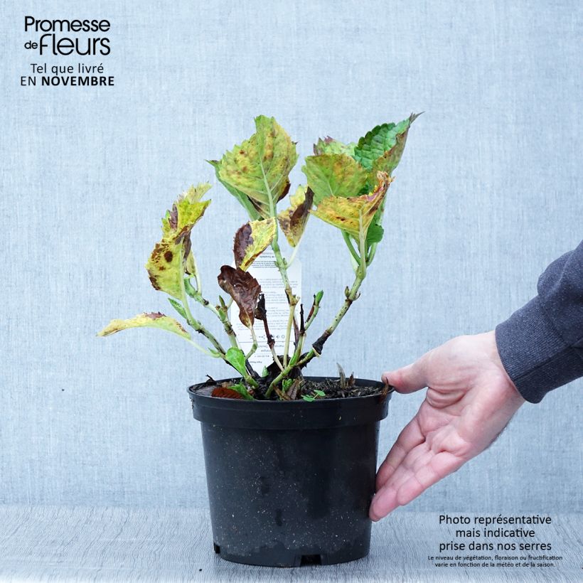Esemplare di Hydrangea macrophylla Deutschland - Ortensia Vaso da 2L/3L come consegnato in autunno