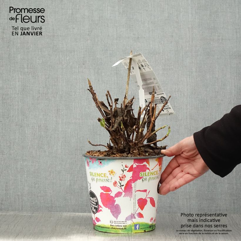 Hydrangea macrophylla Dolce Fragola - Ortensia Vaso da 4L/5L esemplare consegnato in inverno