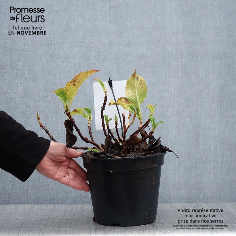 Esemplare di Hydrangea macrophylla Dolce Gipsy - Ortensia Vaso da 4L/5L come consegnato in autunno