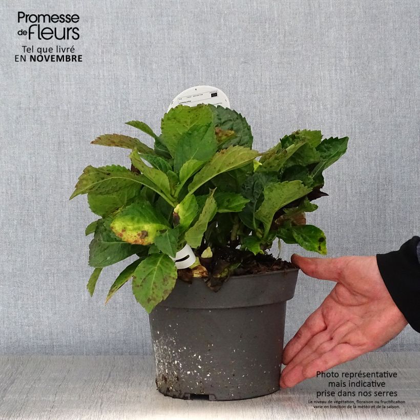 Esemplare di Hydrangea macrophylla Early Blue - Ortensia Vaso da 2L/3L come consegnato in autunno