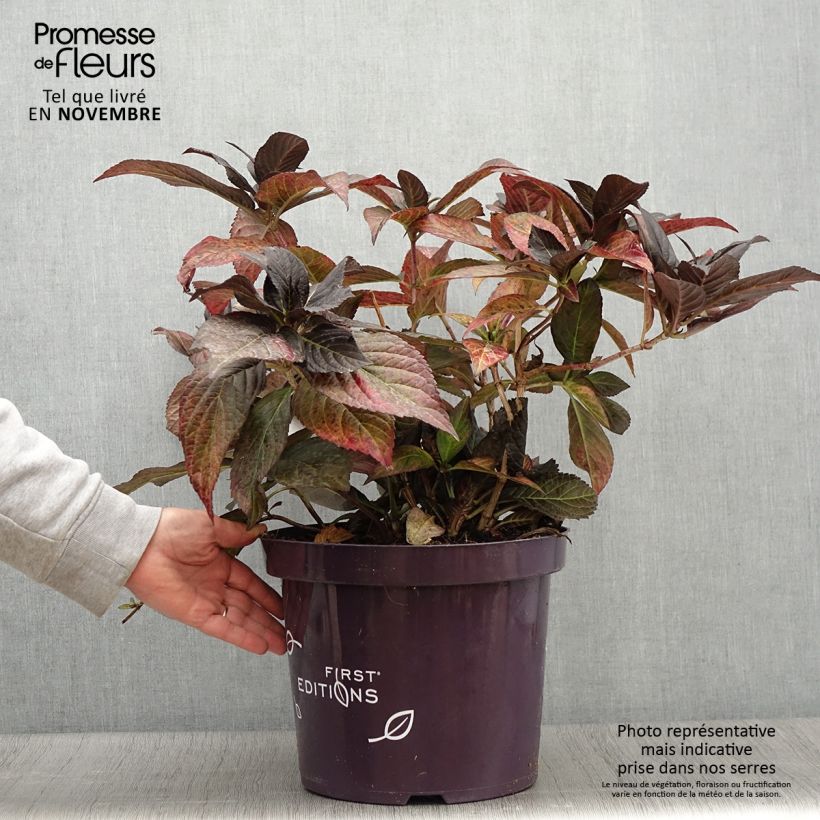 Esemplare di Hydrangea macrophylla Eclipse - Ortensia Vaso da 3L/4L come consegnato in autunno