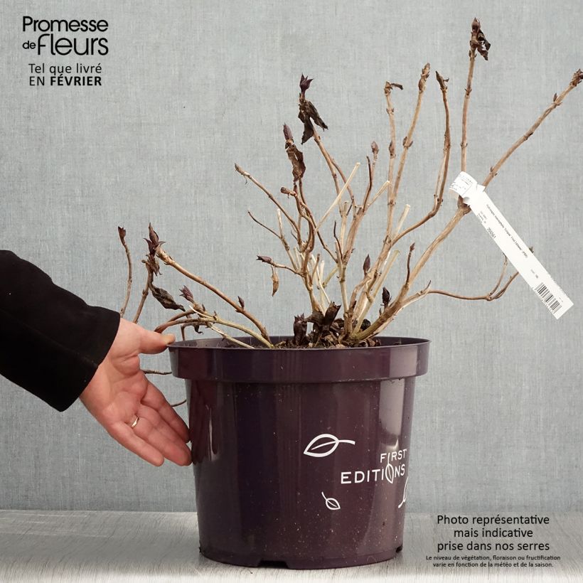 Hydrangea macrophylla Eclipse - Ortensia Vaso da 3L/4L esemplare consegnato in inverno