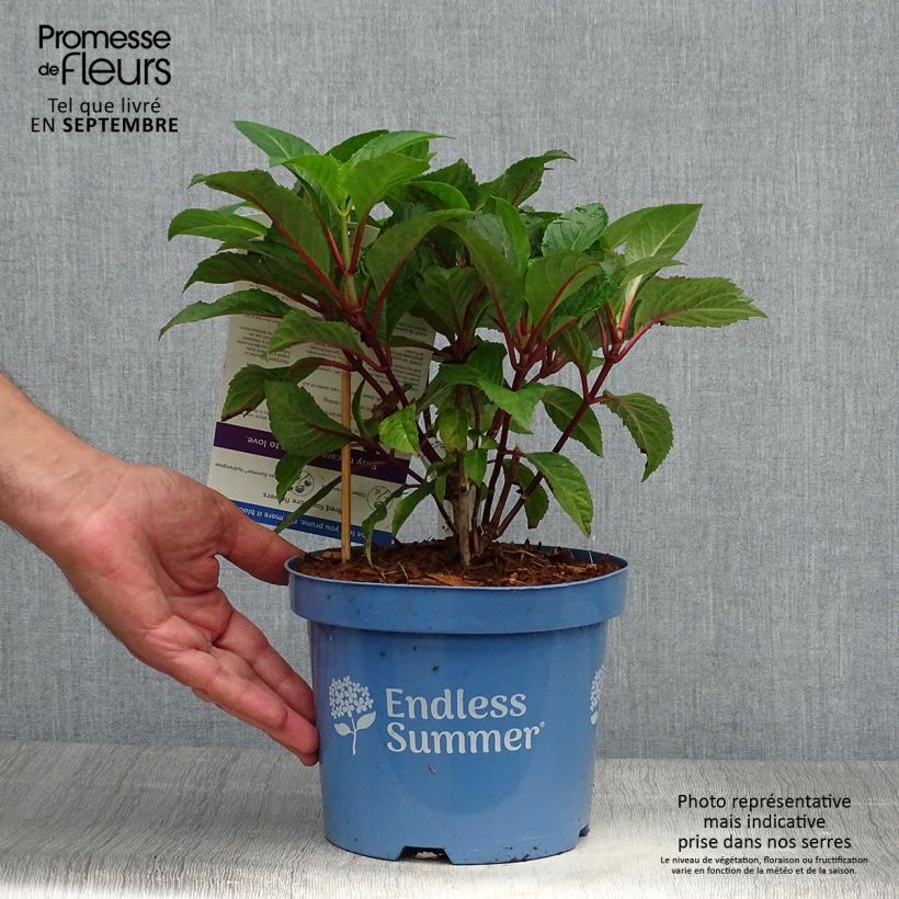 Esemplare di Hydrangea macrophylla Endless Summer Bloomstar - Ortensia Vaso da 3L/4L come consegnato in autunno