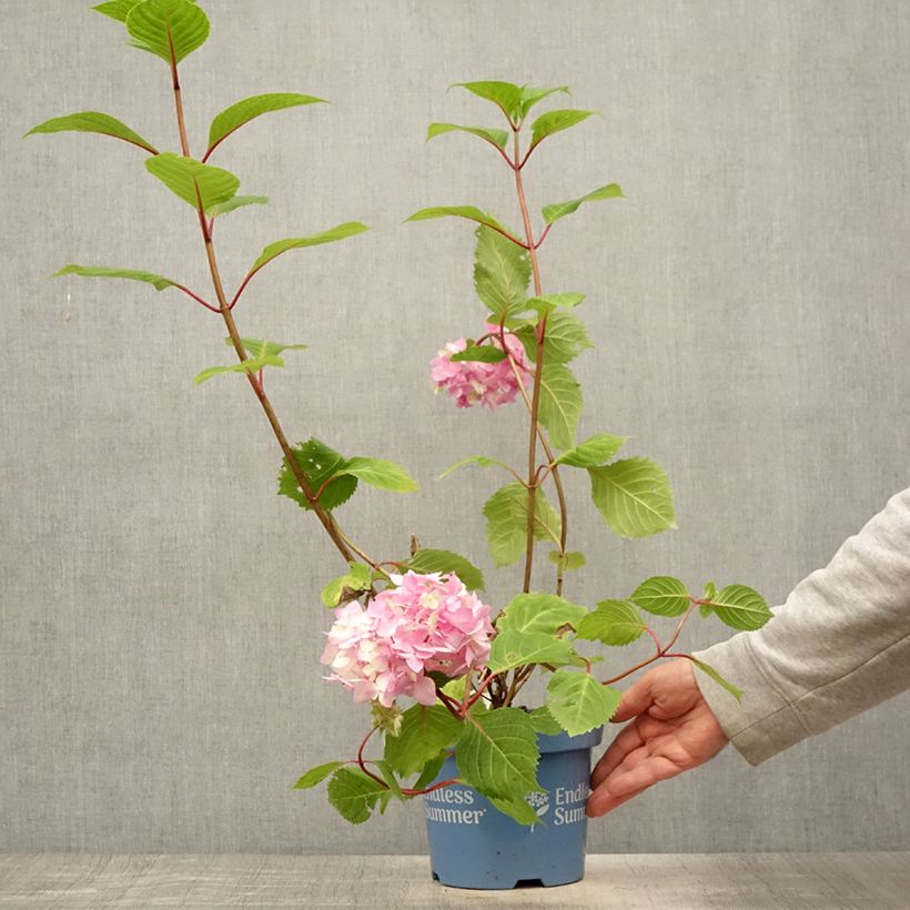 Esemplare di Hydrangea macrophylla Endless Summer Bloomstar - Ortensia Vaso da 3L/4L consegnato in estate