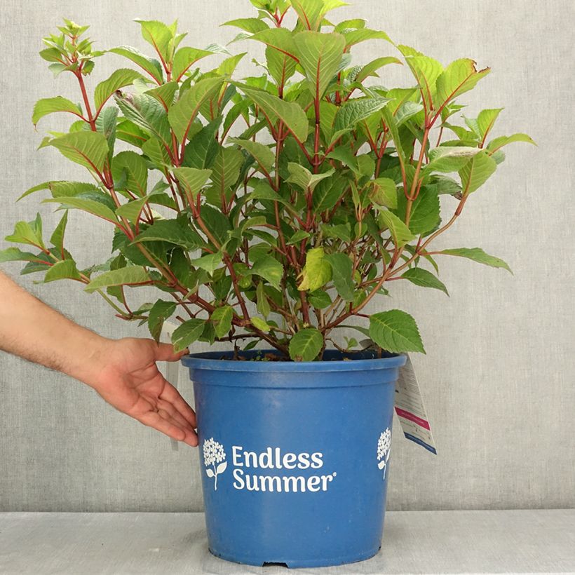 Esemplare di Hydrangea macrophylla Endless Summer Bloomstar - Ortensia Vaso da 12L/15L consegnato in estate