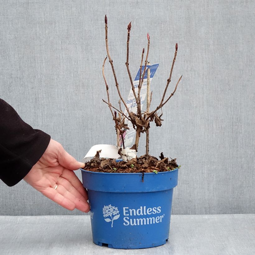 Hydrangea macrophylla Endless Summer Bloomstar - Ortensia Vaso da 3L/4L esemplare consegnato in inverno